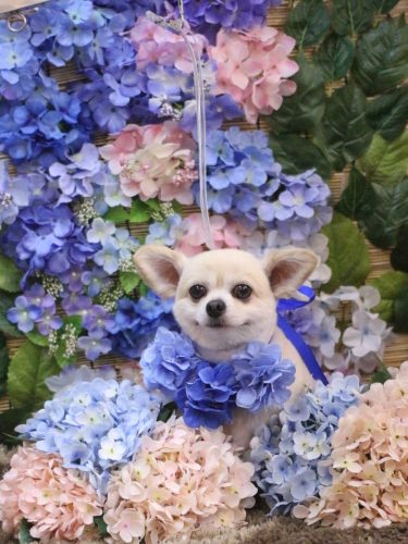 20250617ポロくん